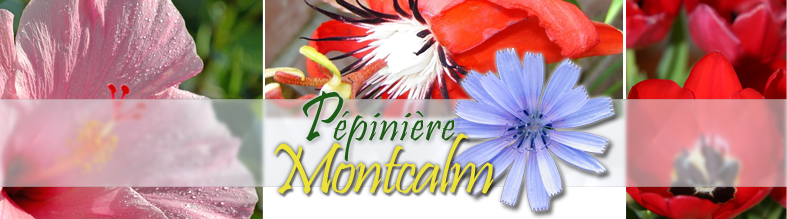 Pépinière Montcalm - Centre de jardin